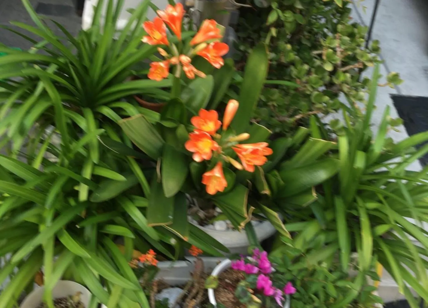 Hanmadang Osaka Japón
